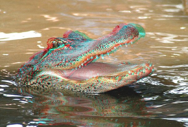 phantogram crocodile by Dan Jacob
