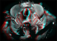 3-D fly, by Wim van Egmond